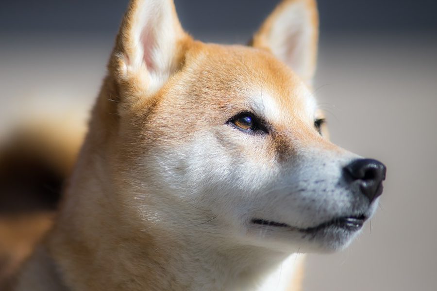 dogecoin-pumps-by-90-amid-wallstreetbets-drama