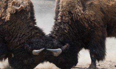 Bitcoin’s price remains bullish in short-term but bears have taken over long-term