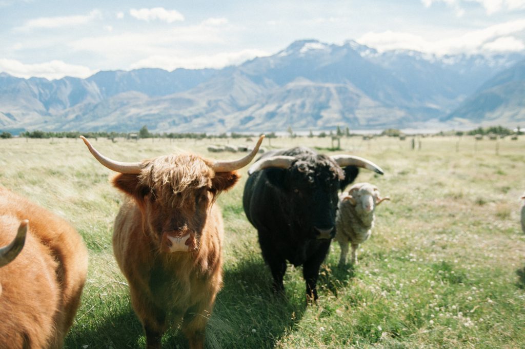 XRP bulls rise to prominence despite a tepid coin market