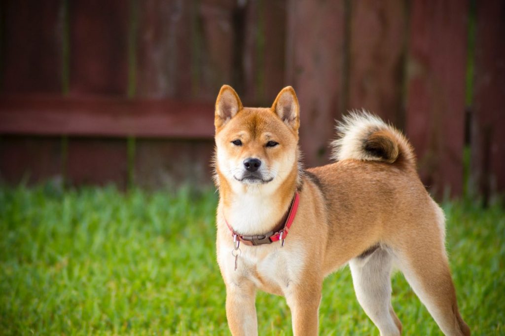Is DOGE in the accumulation phase?
