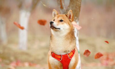 Why DOGE is likely to rally again