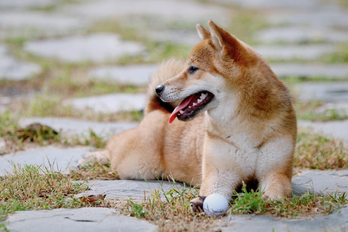 Why Dogecoin is likely to continue rallying