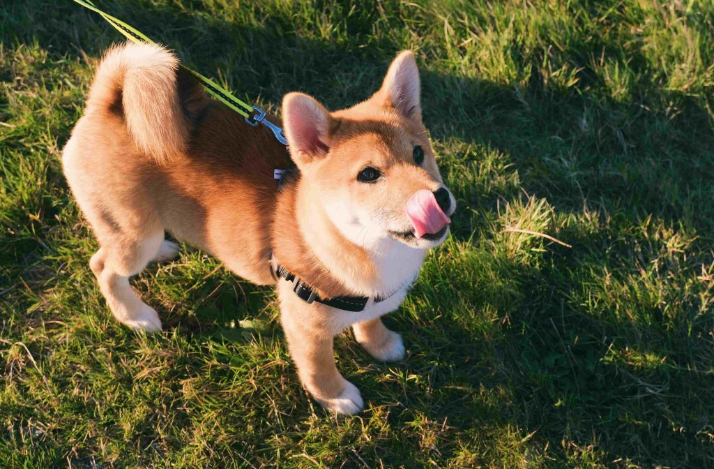 Dogecoin