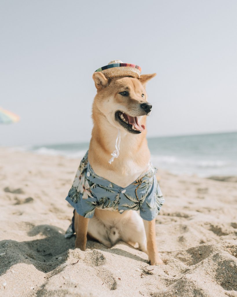 Bought DOGE at its ATH, here's what could possibly happen