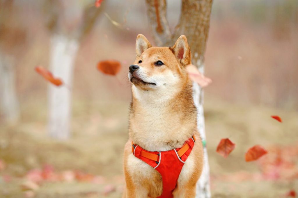 Here's why DOGE is leading a rally of meme coins