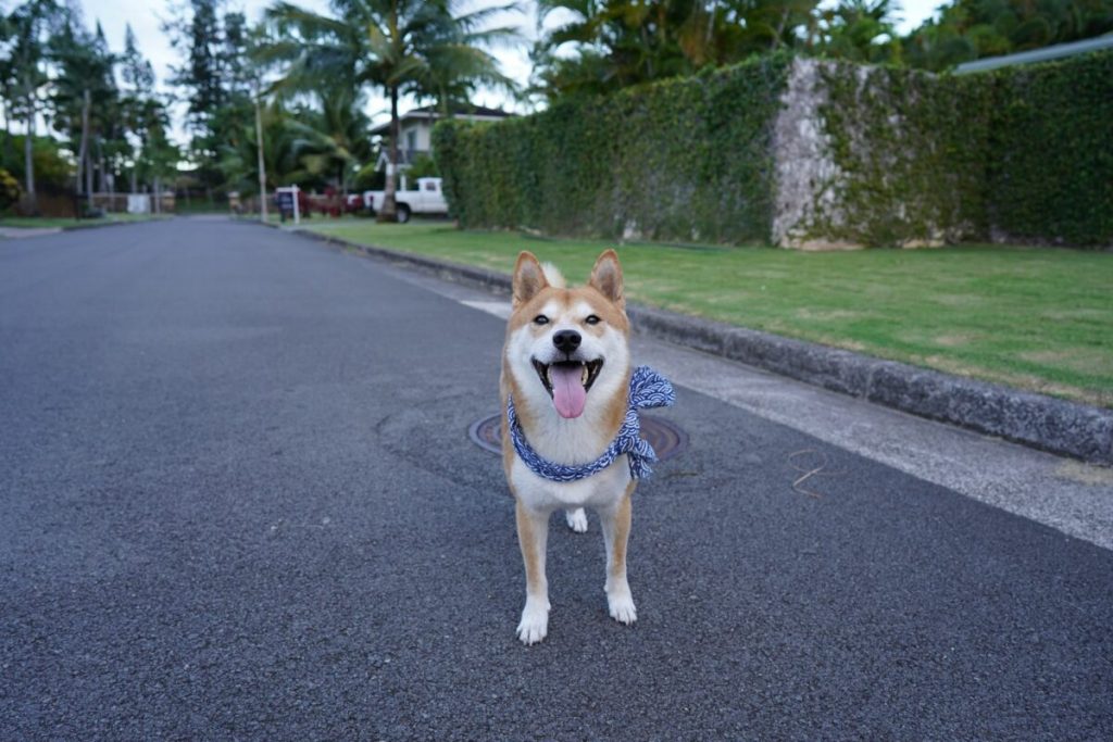 Dogecoin HODLers increase following every dip