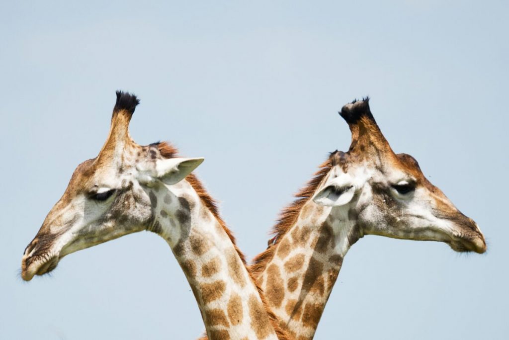MATIC and LINK, the dynamic duo to power your portfolio?