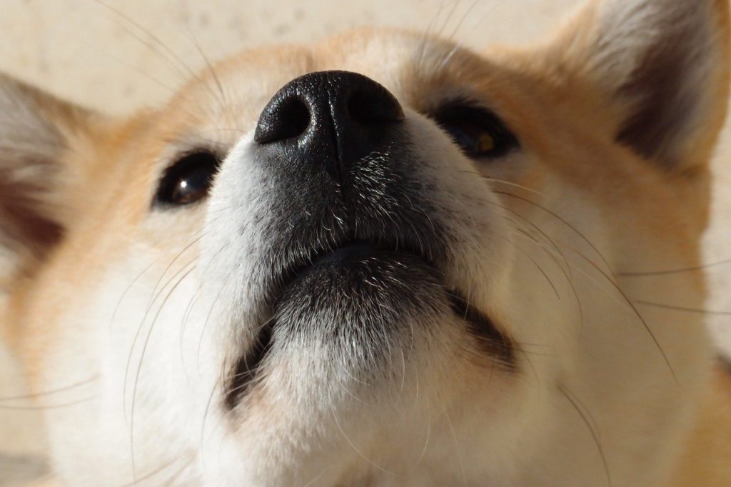 Is Elon Musk overlooking security concerns while pumping Dogecoin?