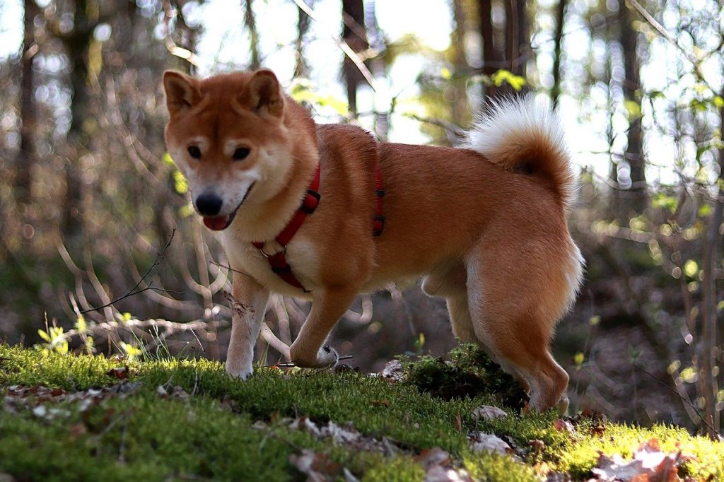 Here's why Elon Musk is right about Dogecoin being 'money'