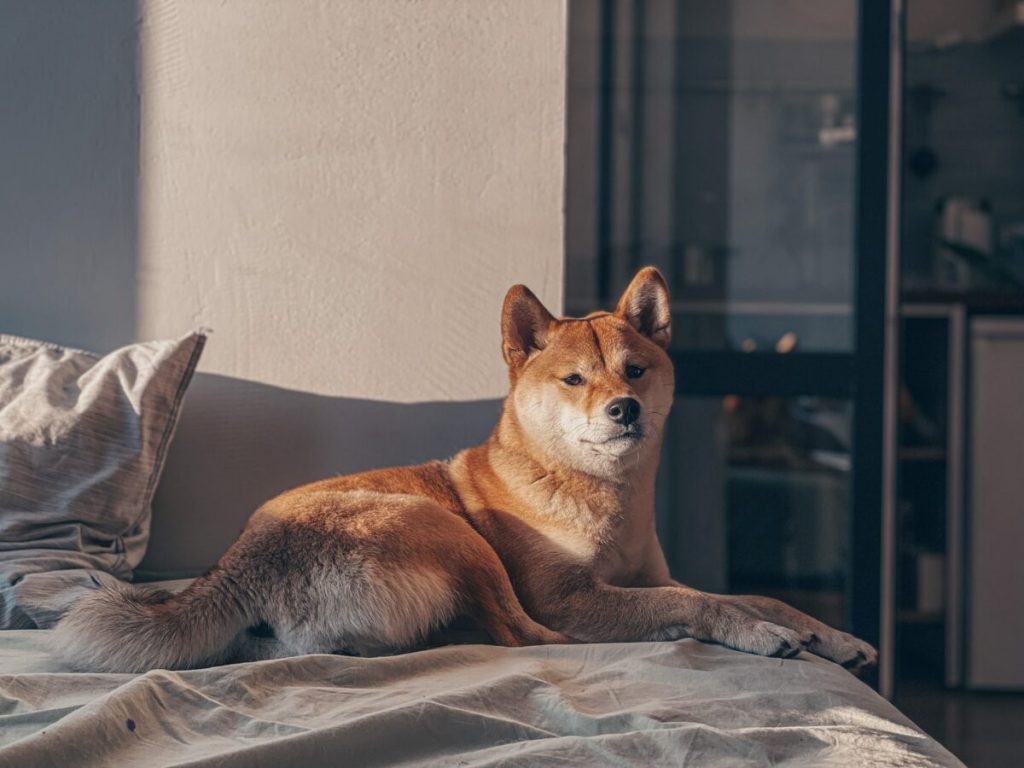 XRP, Dogecoin and Cardano Price Analysis: July 25