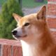 After cashing in on donations, India's love for ShibaInu continues with new listing