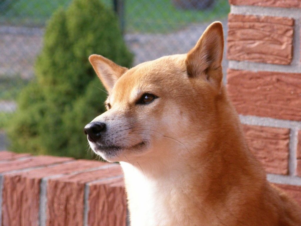 After cashing in on donations, India's love for ShibaInu continues with new listing