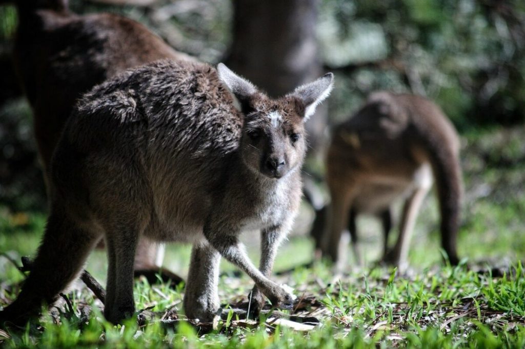 Australia: Despite record breaking ETF launches, CEOs express caution towards cryptocurrencies