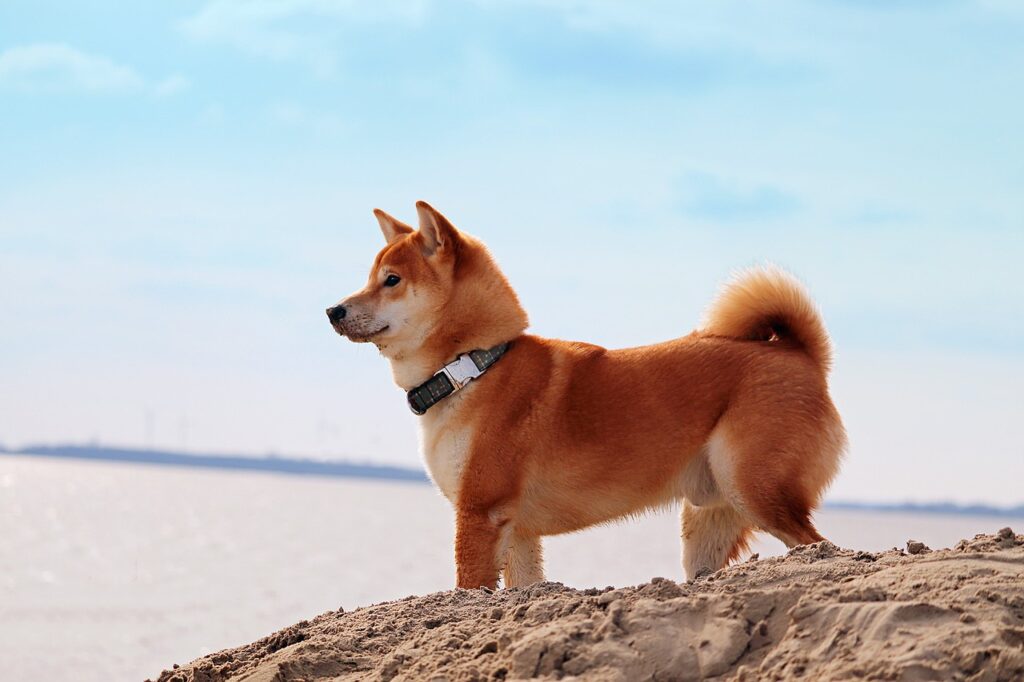 Dogecoin hauled itself past $0.14- can it flip the long-term downtrend?