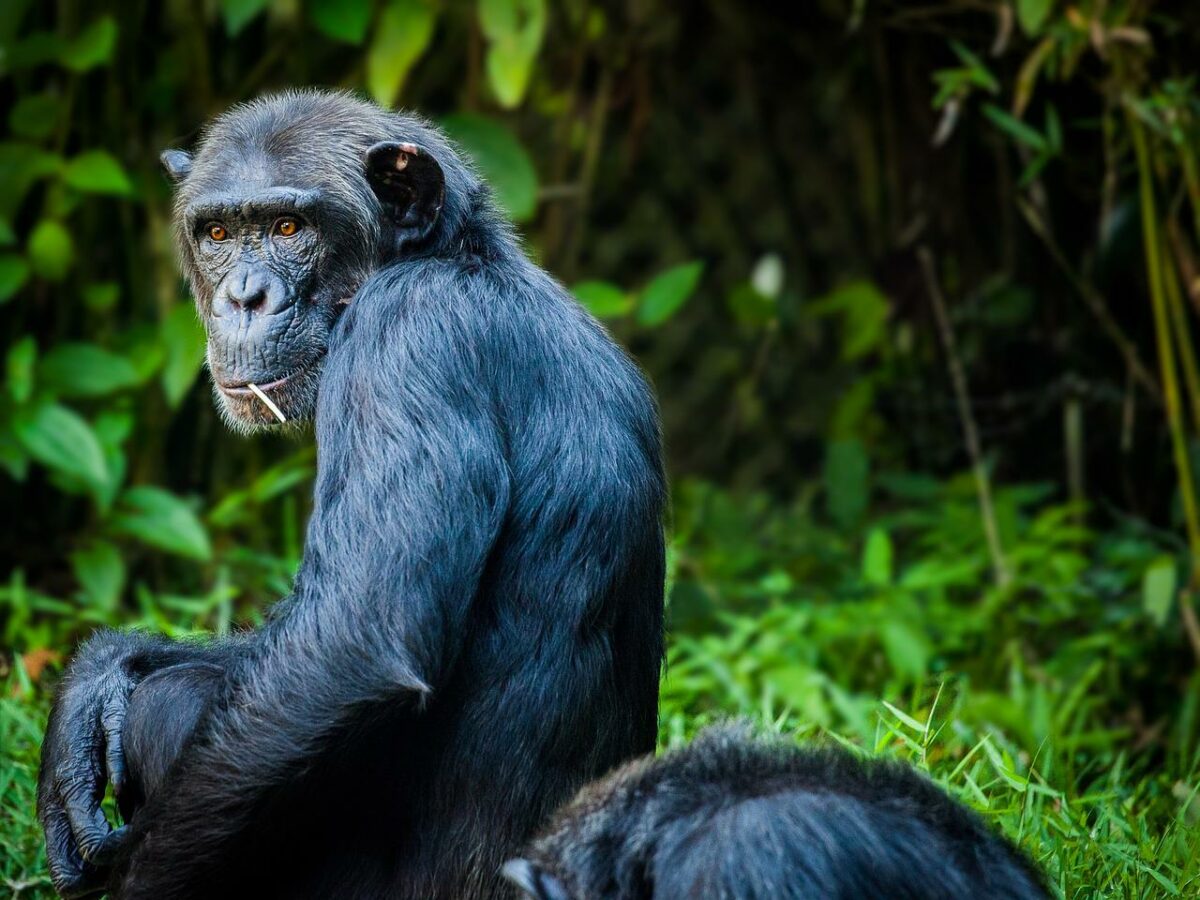 This altcoin could soon be APE-ing to rally by 20% - AMBCrypto