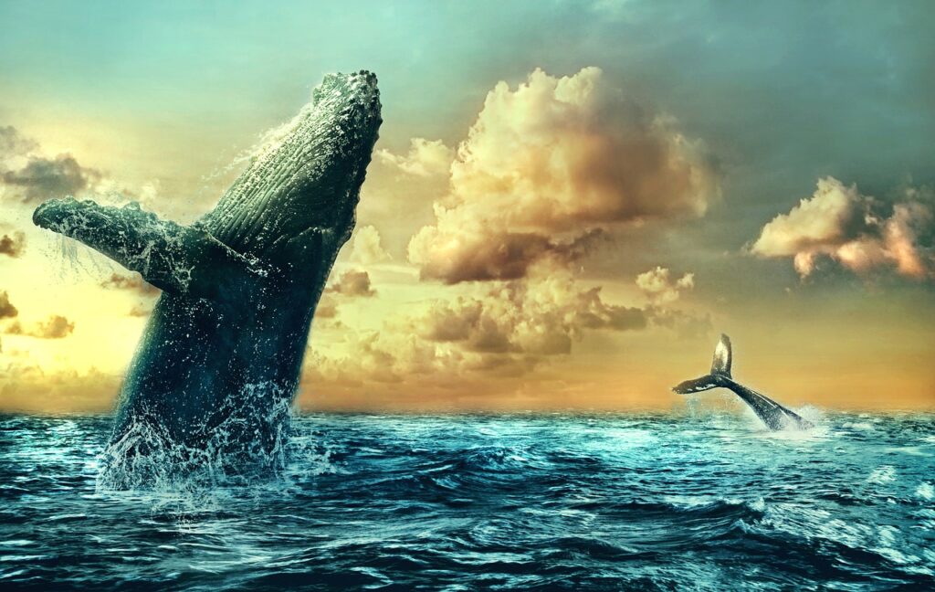 Has Bitcoin staunched its bleeding, or can further downside be expected?