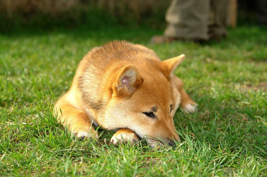 Shiba Inu in stasis as both bulls and bears lie dormant