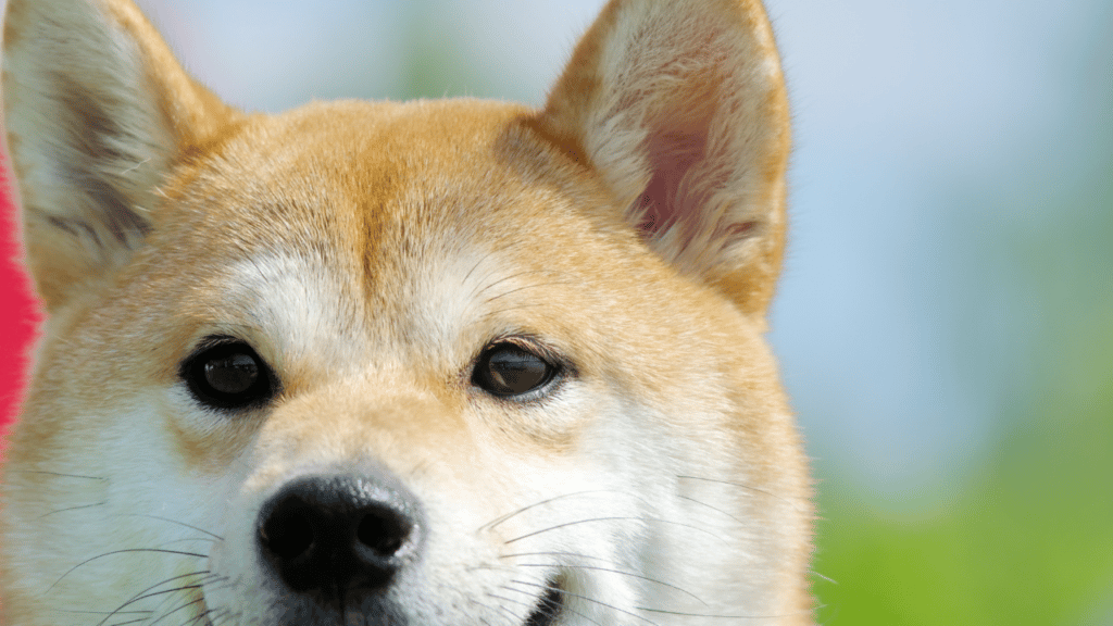 Shiba Inu: Outlining a plan for SHIB traders to sail through this bullish pattern