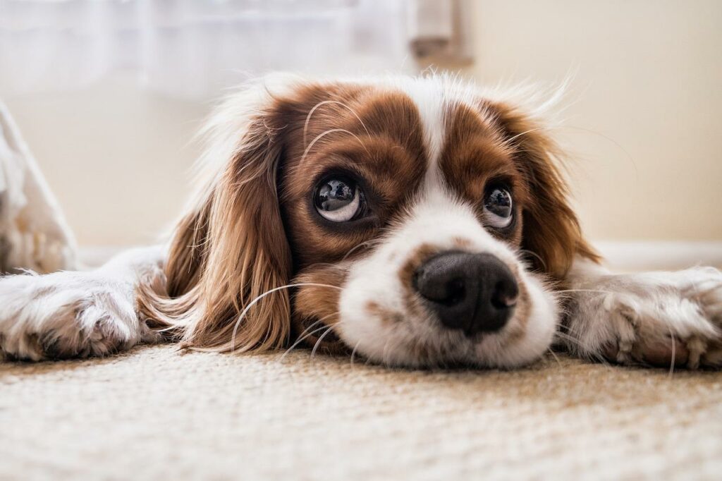 Are Dogecoin investors losing patience due to failed rallies?