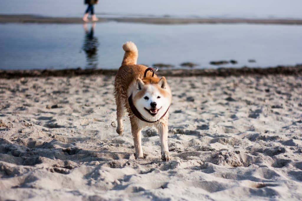Shiba Inu overtakes Avalanche by market cap after some mid-week upside