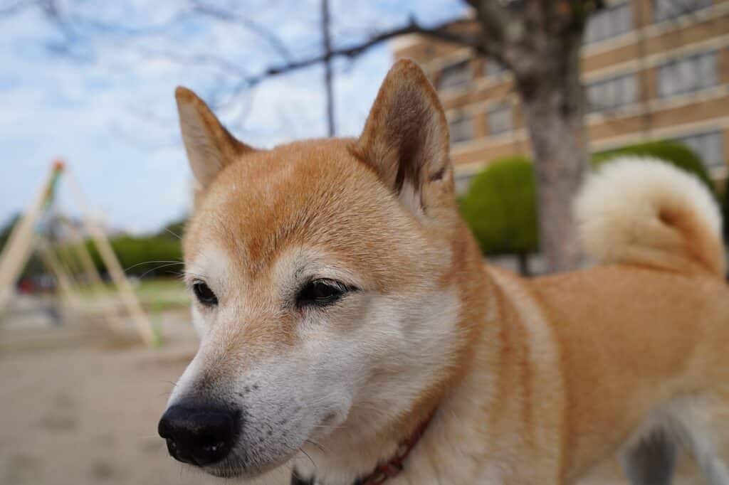 Shiba Inu set to lose its 2-month-long bullishness after a 48% rally