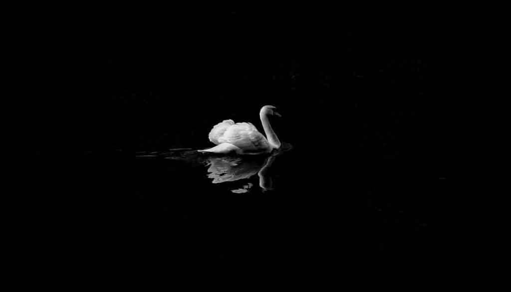What is the "Black Swan" everyone is talking about?