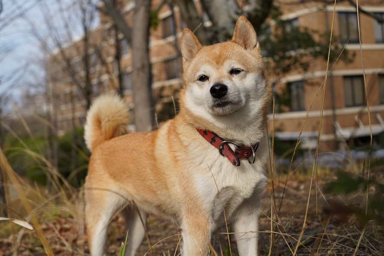 Shiba Inu's Shibaswap tops the list of Ethereum dapps by social signals but has a long way to go in terms of organic growth