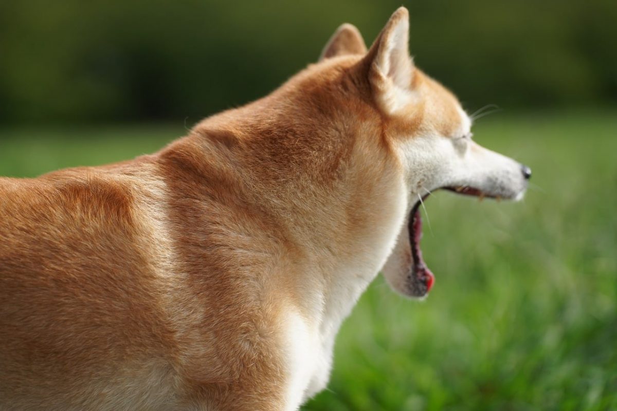 Dogecoin surges 40% within a week, a pullback to this area can soon materialize