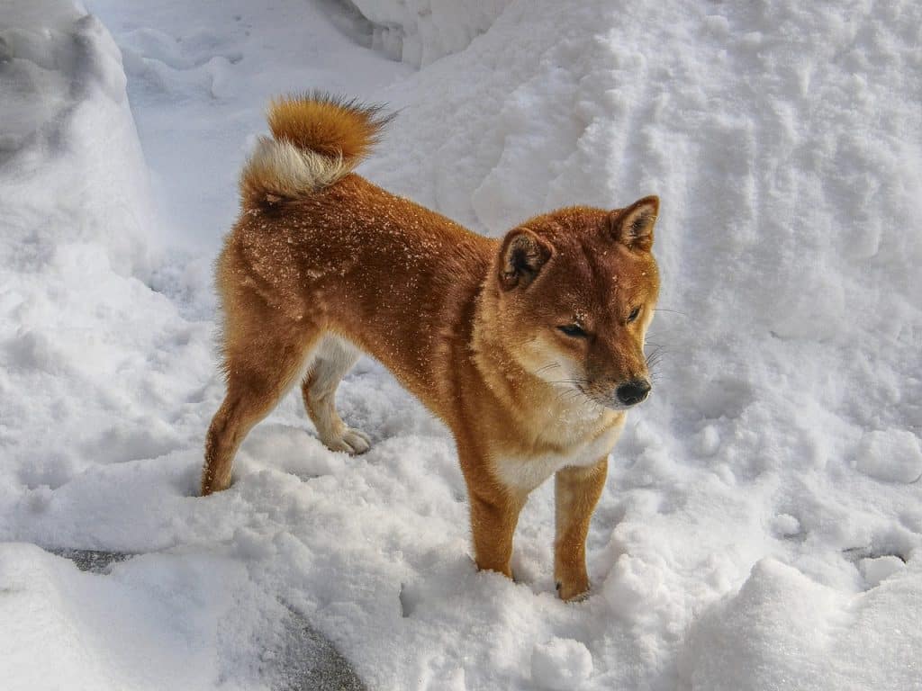 Shiba Inu in a persistent downtrend but could whales be accumulating?