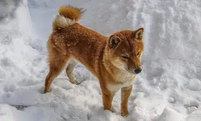 Shiba Inu in a persistent downtrend but could whales be accumulating?