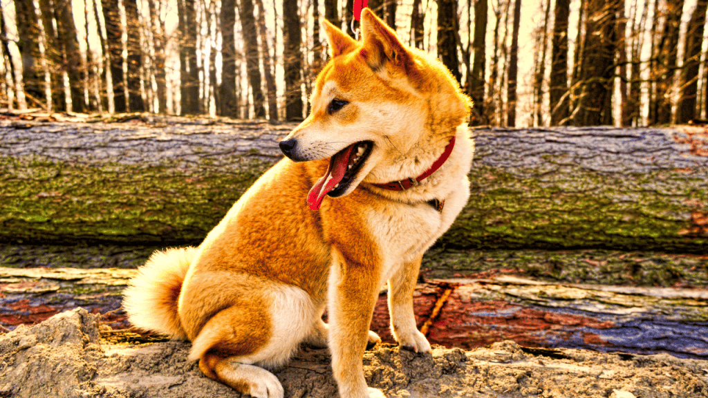How Dogecoin [DOGE] buyers can leverage this strategy to curtail their risk