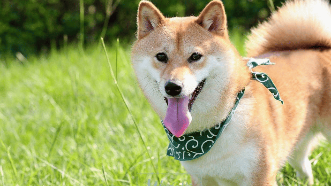 Shiba Inu: Gauging SHIB’s potential to continue rising after this breakout