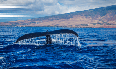 Chainlink: Assessing where this >$310M whale accumulation has led LINK
