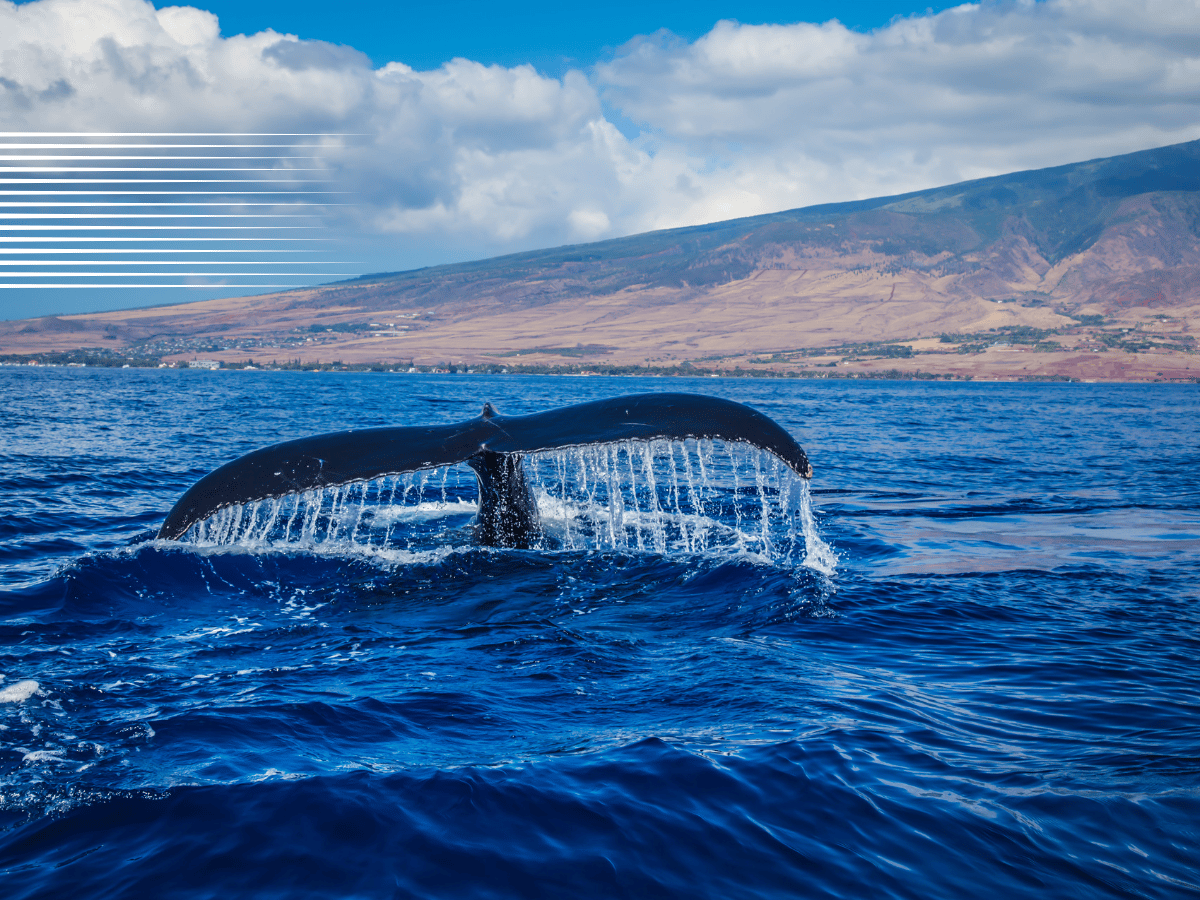 Chainlink: Assessing where this >$310M whale accumulation has led LINK