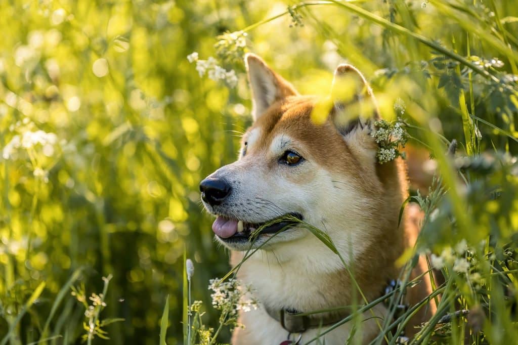 Shiba Inu sees an uptrend after weeks, but for how long can it last