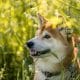 Shiba Inu sees an uptrend after weeks, but for how long can it last