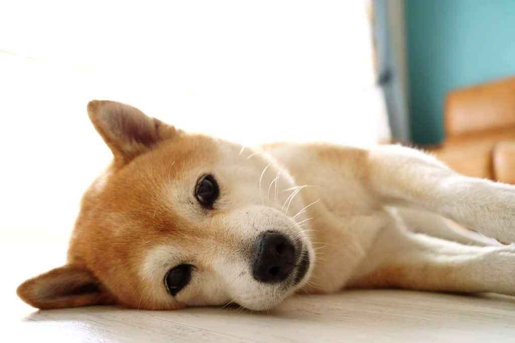 Dogecoin enters a zone of support; is it the right time to go long