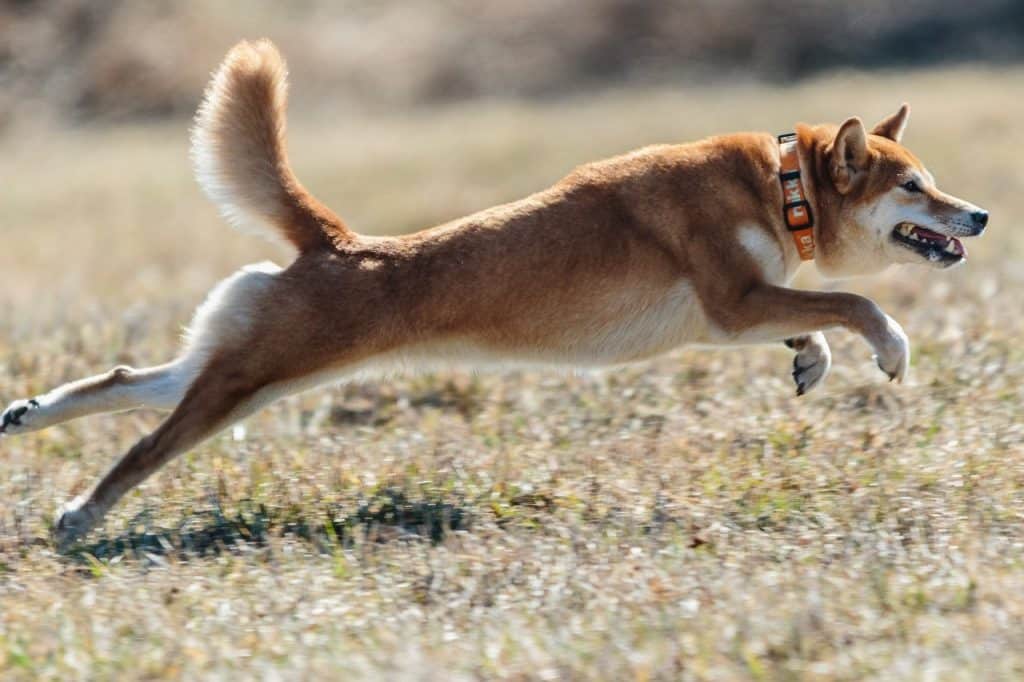 Dogecoin: Here's how another 25% charge skyward could be the next move
