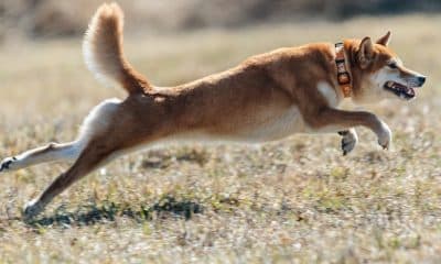 Dogecoin: Here's how another 25% charge skyward could be the next move