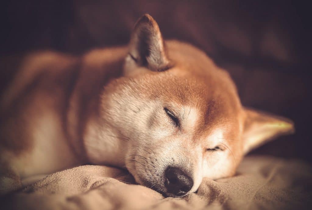 Shiba Inu has a bearish bias, here is where traders can look to enter short positions