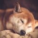 Shiba Inu has a bearish bias, here is where traders can look to enter short positions