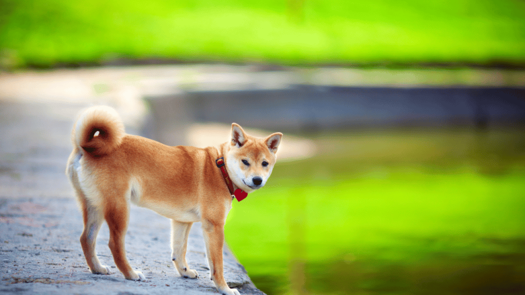 Decoding Shiba Inu's potential targets amidst its current bull run