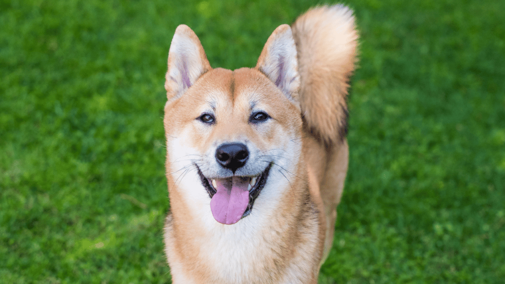 Anticipating Shiba Inu's [SHIB] likely path after this breakdown