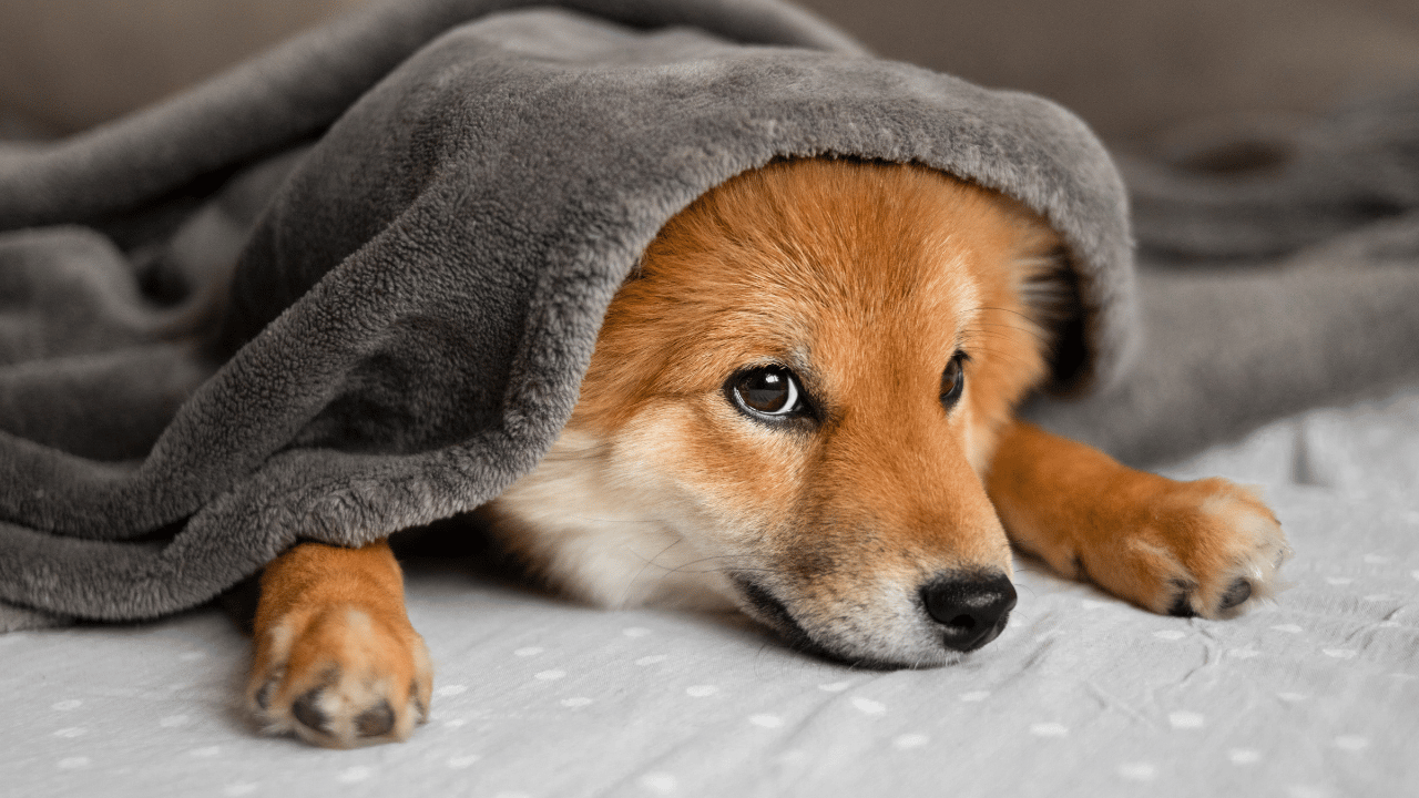 Does Dogecoin's [DOGE] recent dip really present a buying opportunity?