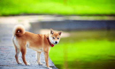Decoding Shiba Inu's potential targets amidst its current bull run