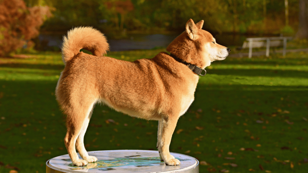 How Shiba Inu's recent gains amidst the crypto winter can mold its trajectory