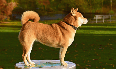 How Shiba Inu's recent gains amidst the crypto winter can mold its trajectory