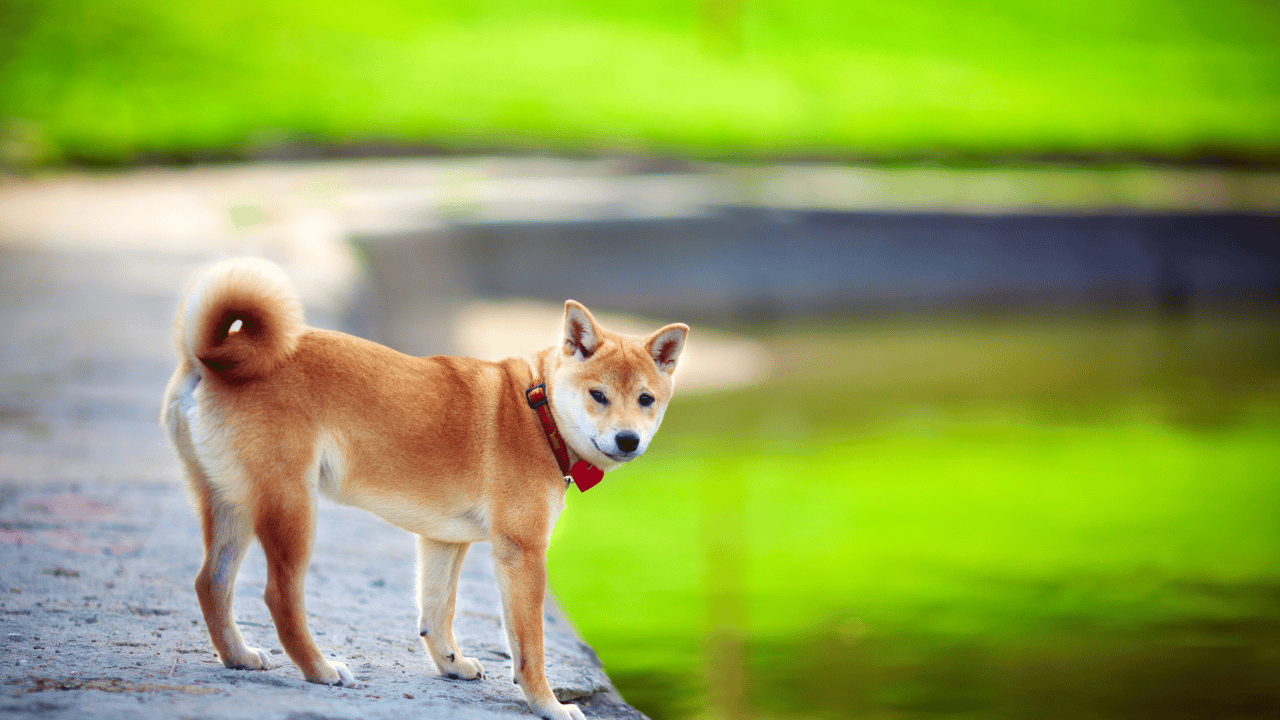 Decoding Shiba Inu's potential targets amidst its current bull run
