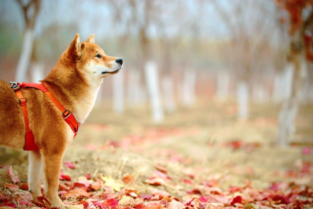 Shiba Inu [SHIB] community gets metaverse invite; decoding the details