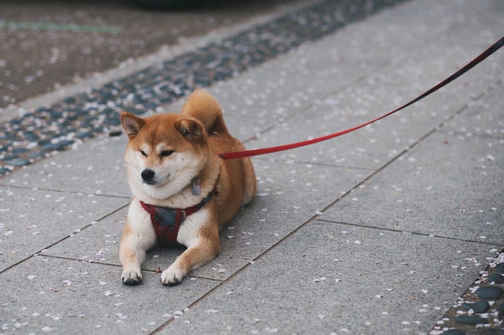 Shiba Inu gets a new metaverse update, but can it help SHIB go up?